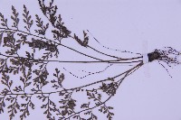 華中鐵角蕨藏品圖，第4張