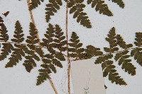 中華鱗毛蕨藏品圖，第3張