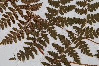 中華鱗毛蕨藏品圖，第4張