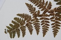 中華鱗毛蕨藏品圖，第5張