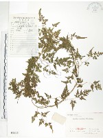 海金沙藏品圖，第1張