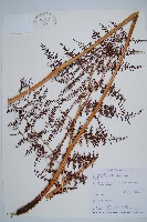 鳳尾蕨藏品圖，第1張