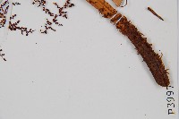 鳳尾蕨藏品圖，第3張