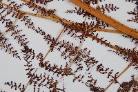 鳳尾蕨藏品圖，第4張