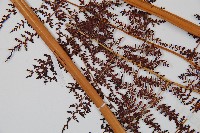 鳳尾蕨藏品圖，第5張