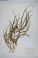 鳳尾蕨藏品圖，第6張