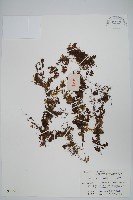 華東膜蕨藏品圖，第1張