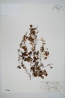 華南膜蕨藏品圖，第1張