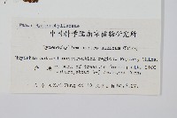 華南膜蕨藏品圖，第2張