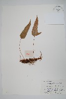 金雞腳藏品圖，第1張