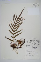 生根卷柏藏品圖，第1張