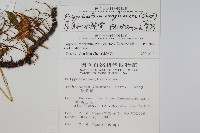 生根卷柏藏品圖，第2張