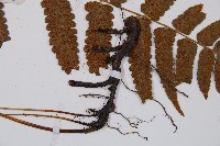 江南短腸蕨藏品圖，第3張