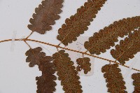 江南短腸蕨藏品圖，第4張