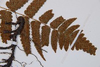 江南短腸蕨藏品圖，第5張