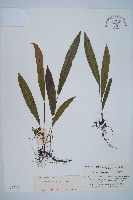 單葉雙蓋蕨藏品圖，第1張