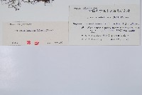 單葉雙蓋蕨藏品圖，第2張