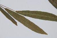 單葉雙蓋蕨藏品圖，第3張