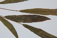 單葉雙蓋蕨藏品圖，第4張