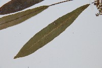 單葉雙蓋蕨藏品圖，第5張