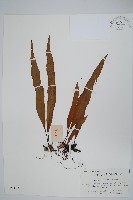 擬瓦葦藏品圖，第1張