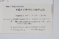 擬瓦葦藏品圖，第2張