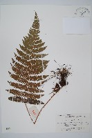 黑鱗耳蕨藏品圖，第1張