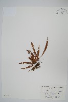 瓦葦藏品圖，第1張