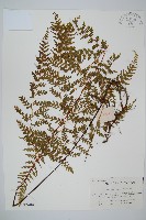 烏蕨藏品圖，第1張