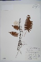 日本水龍骨藏品圖，第1張