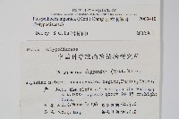 日本水龍骨藏品圖，第2張