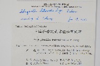 姬卷柏藏品圖，第2張