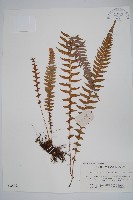 翅軸假金星蕨、短柄卵果蕨藏品圖，第1張