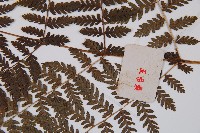 修株蹄蓋蕨藏品圖，第3張