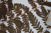 修株蹄蓋蕨藏品圖，第5張