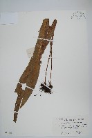 大星蕨藏品圖，第1張