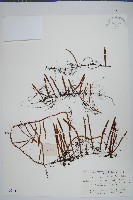 石蕨藏品圖，第1張