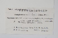 石蕨藏品圖，第2張