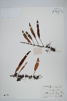 石葦藏品圖，第1張