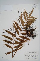 武夷瘤足蕨藏品圖，第1張