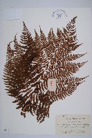 修株蹄蓋蕨藏品圖，第1張