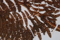 修株蹄蓋蕨藏品圖，第3張