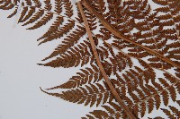 修株蹄蓋蕨藏品圖，第4張