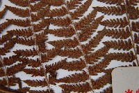 修株蹄蓋蕨藏品圖，第5張