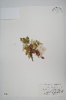 萬年松藏品圖，第1張