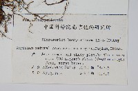 波氏星蕨藏品圖，第2張