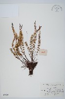 鐵角蕨藏品圖，第1張