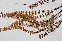 鐵角蕨藏品圖，第3張