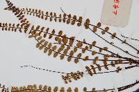 鐵角蕨藏品圖，第4張