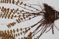 鐵角蕨藏品圖，第5張